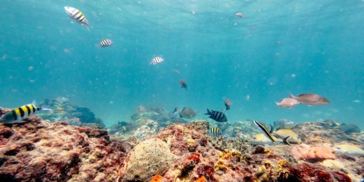 Deep-Sea Crisis: Can the ISA Regain Control of the Deep Ocean?