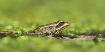 AI detects sound of frog species threatened in Southern California