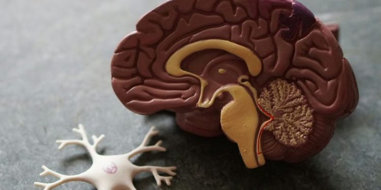 New Harvard Study Links Lithium Deficiency to Alzheimer’s