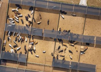 Cattle Extend Losses to Tuesday, as Early Cash Business Falls