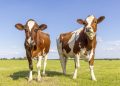 Cattle Falling Despite a Resurgence in Beef