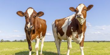 Cattle Falling Despite a Resurgence in Beef