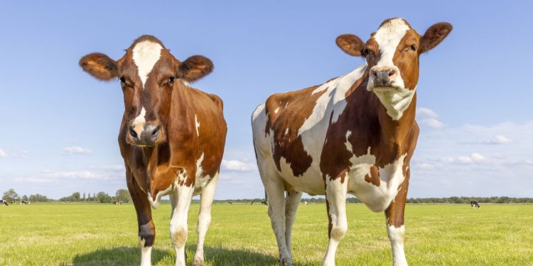 Cattle Falling Despite a Resurgence in Beef
