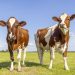Cattle Falling Despite a Resurgence in Beef