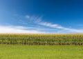Corn Following Wheat Higher on Friday