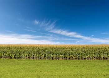 Corn Following Wheat Higher on Friday