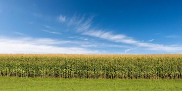 Corn Following Wheat Higher on Friday