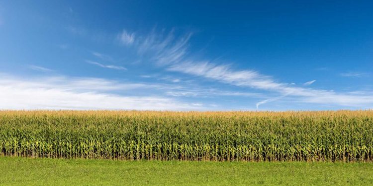 Corn Following Wheat Higher on Friday