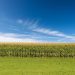 Corn Following Wheat Higher on Friday