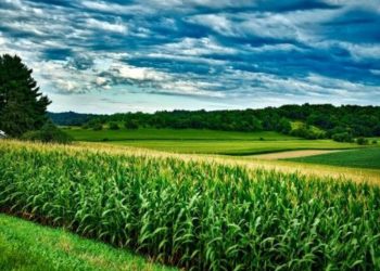 Corn Posting Gains on Friday
