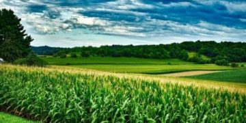 Corn Posting Gains on Friday