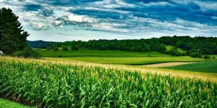 Corn Posting Gains on Friday