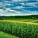 Corn Posting Gains on Friday