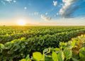 Soybeans Slip into Thursday’s Final Bell