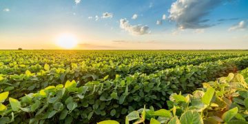 Soybeans Slip into Thursday’s Final Bell
