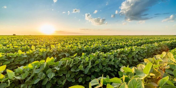 Soybeans Slip into Thursday’s Final Bell