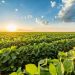 Soybeans Slip into Thursday’s Final Bell