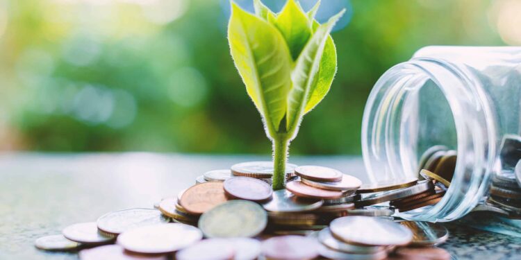 A plant grows from coins.